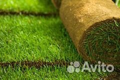 Рулонный газон купить в Москве и области