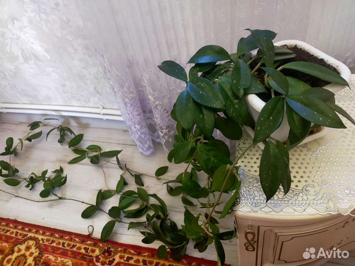 Хойя (Шефлера)