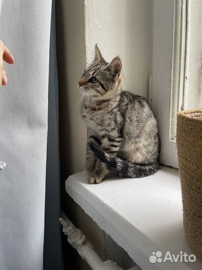 Котенок в добрые руки