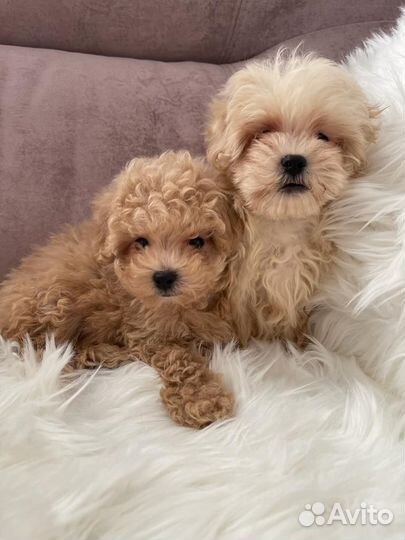 Мальтипу - мини