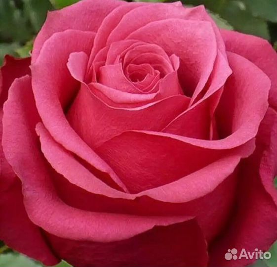 Саженцы Розы Черри-О