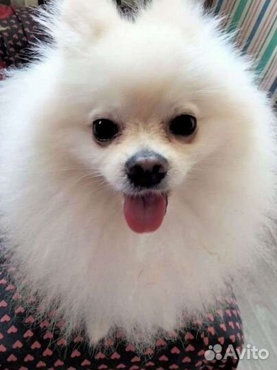 Померанский шпиц вязка кобель