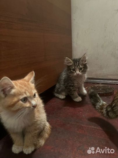Котята