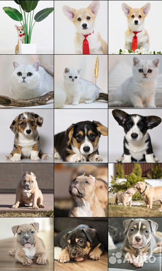 Фотограф-анималист