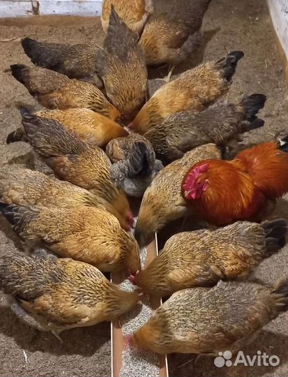 Цыплята Брама и инкубационное яйцо