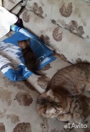 Кошки в дом и добрые руки