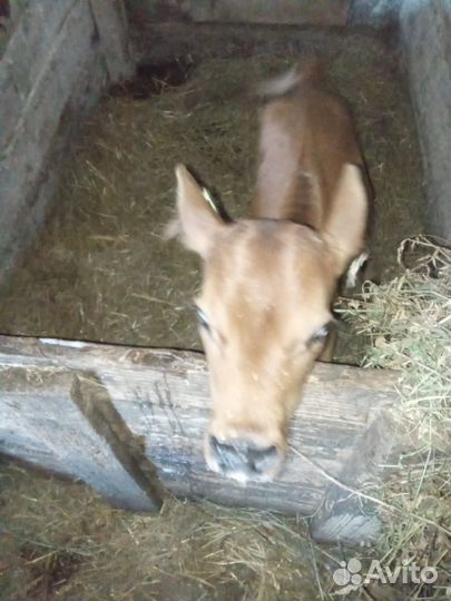 Бычки на молоке тёлка джейсеры