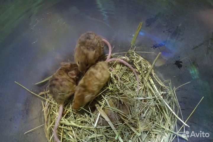 Сатиновые мышки разных окрасов