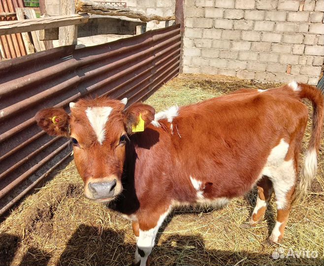 Телки годовалые