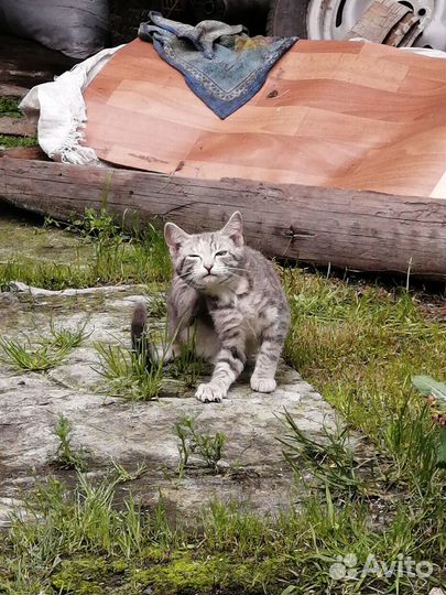 Котята отдам в добрые руки бесплатно