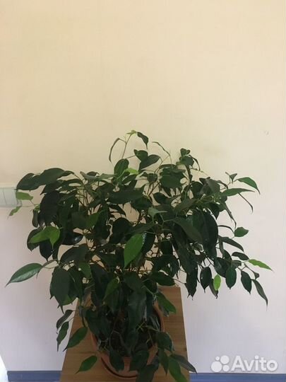 Фикус Бенджамина