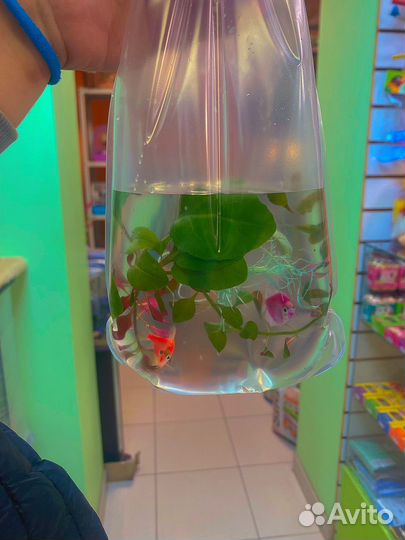 Аквариумные рыбки