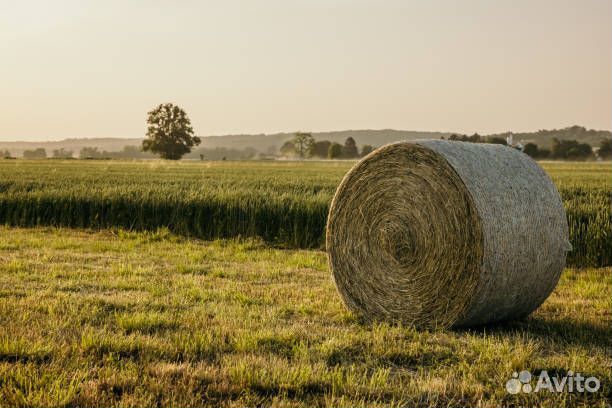 Сено в тюках
