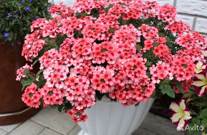 Вербена еврочеренок вегетативная СПб