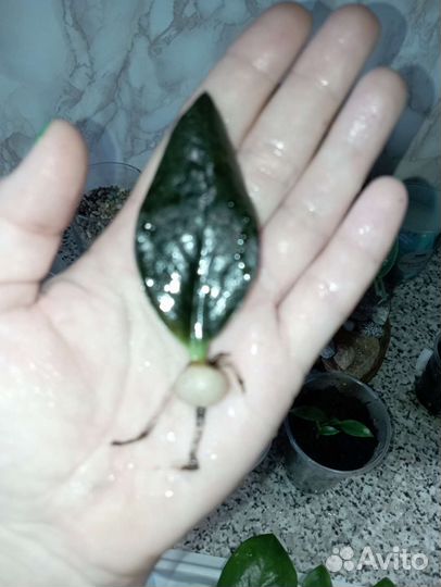 Замиокулькасы