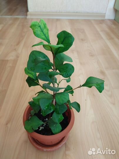 Фикусы сортовые