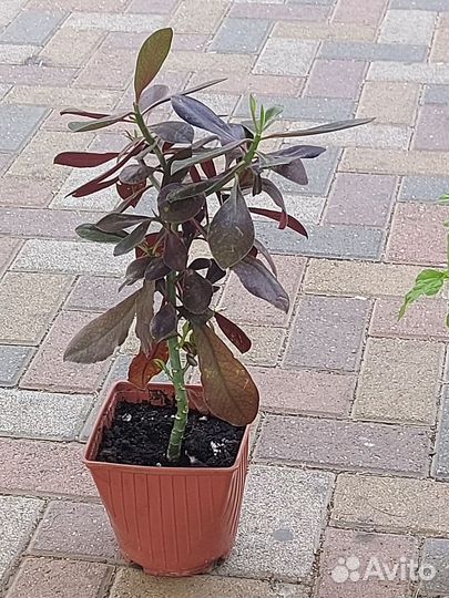 Молочай Синадениум Гранта