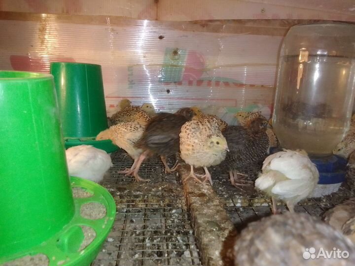 Перепелки несушки