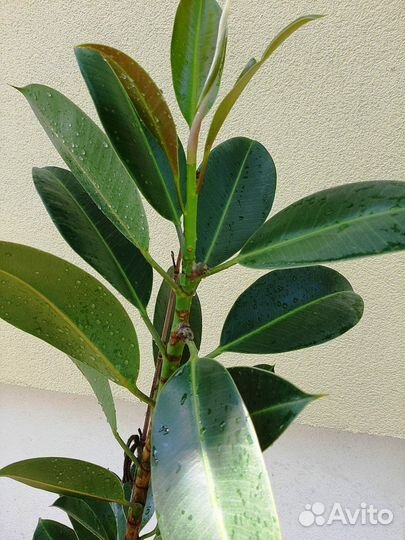 Фикус Замиокулькас Кротон Кодиеум