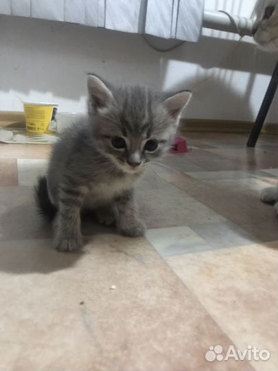 Кошки породистые к лотку приучины