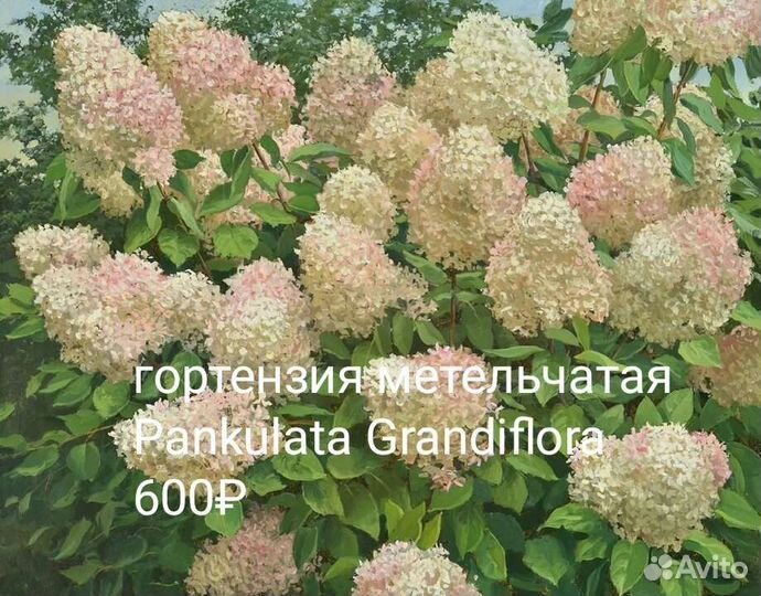 Гортензия саженцы