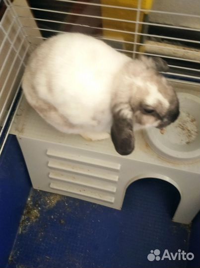 Декоративный кролик