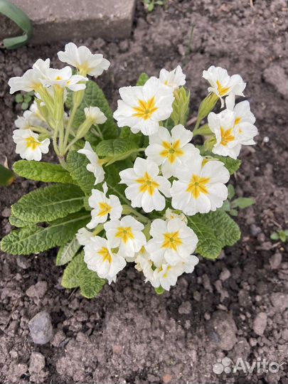 Цветы для сада