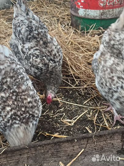 Ливенские ситцевые и Пушкинские