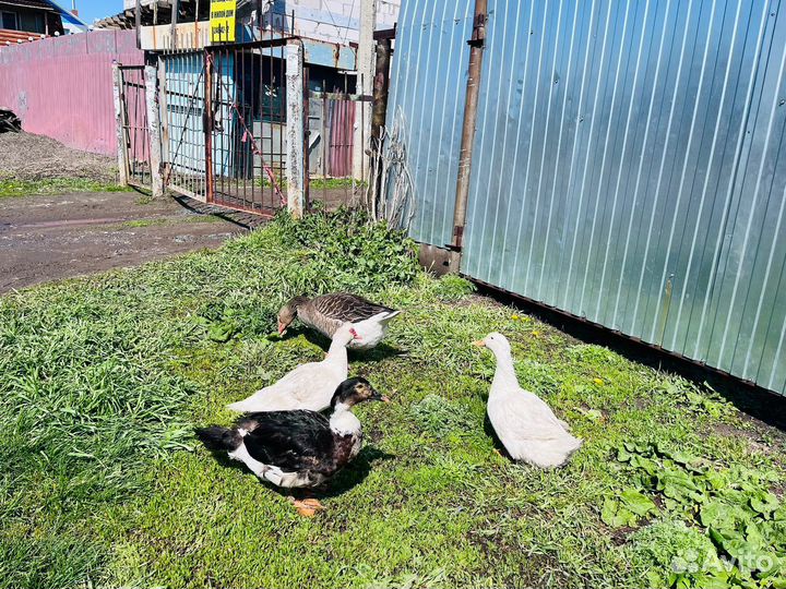 Гусыня и утки