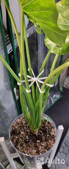 Держатель для стаканов для растений, опора