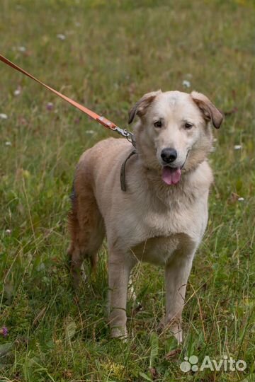 Собака инвалид в добрые руки