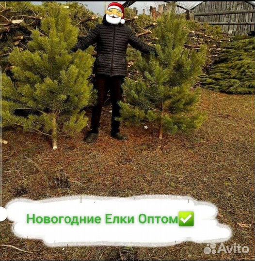 Новогодние сосны