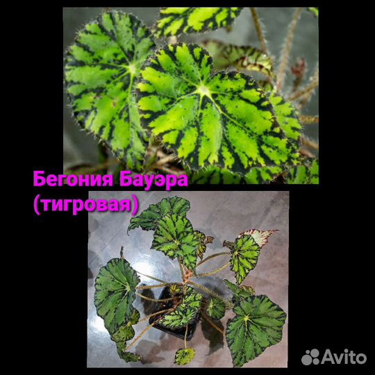 Бегония тигровая