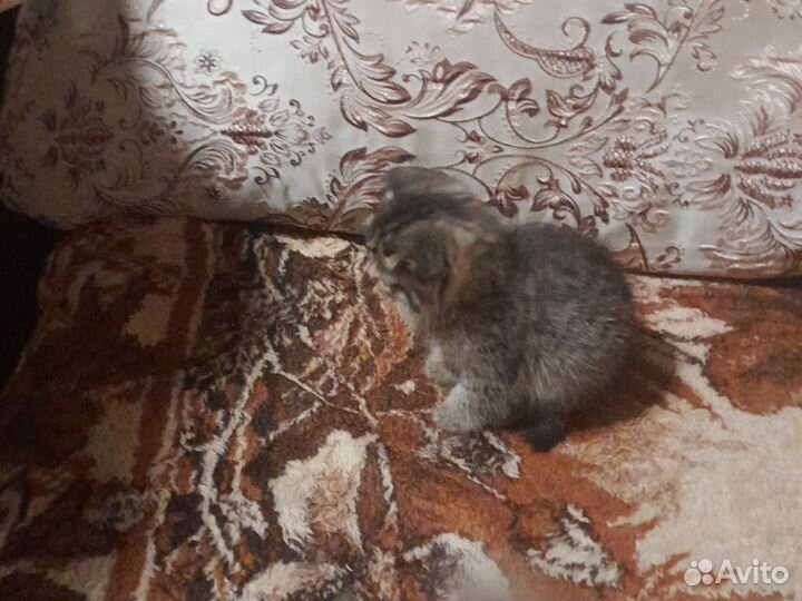 Котики бесплатно