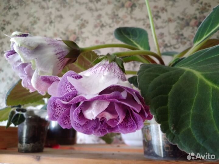 Глоксиния махровая