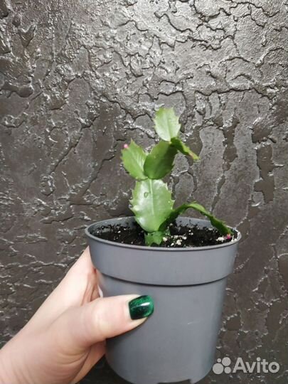 Декабрист шлюмбергера