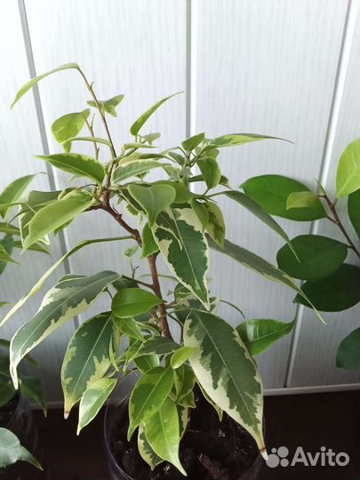 Хойя, фикусы