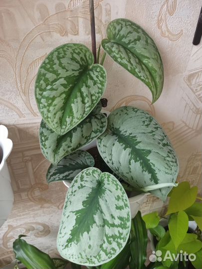 Сциндапсус экзотика