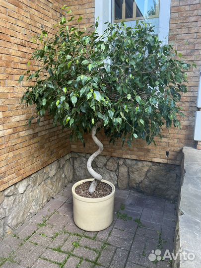 Фикус 2 метра в горшке