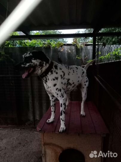 Далматинец