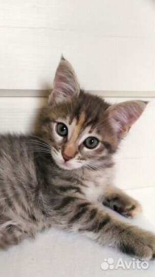 Котенок серый, дымчатый. Девочка, в добрые руки