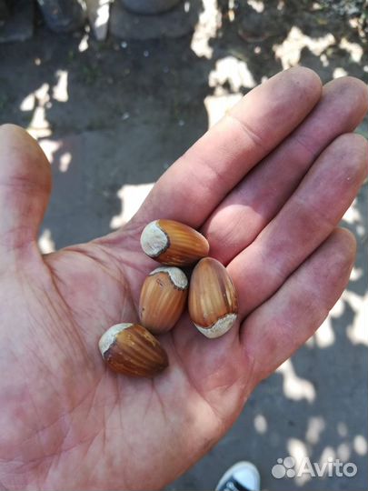 Привитые саженцы фундука