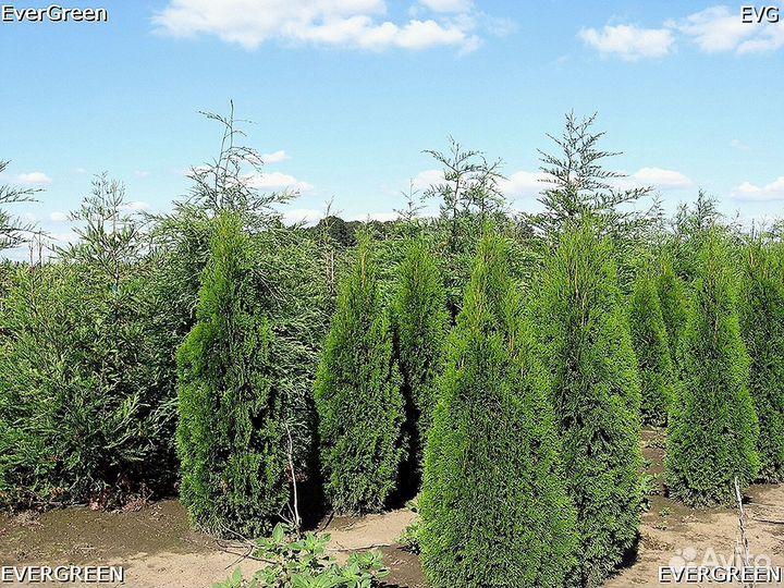 Туи зеленые