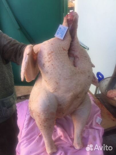 Мясо индейки