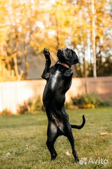 Джаред, метис курцхаара ищет опытных хозяев