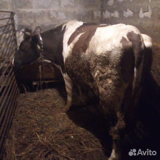 Корова на мясо