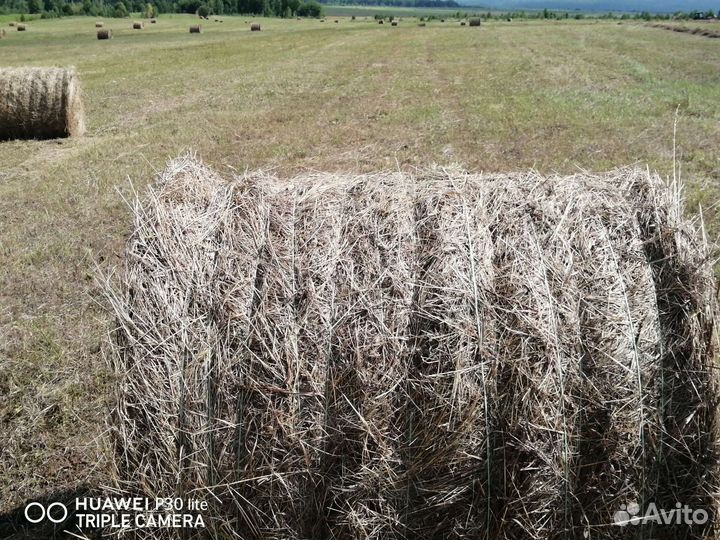 Продам сено в рулонах