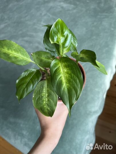 Диффенбахия камилла