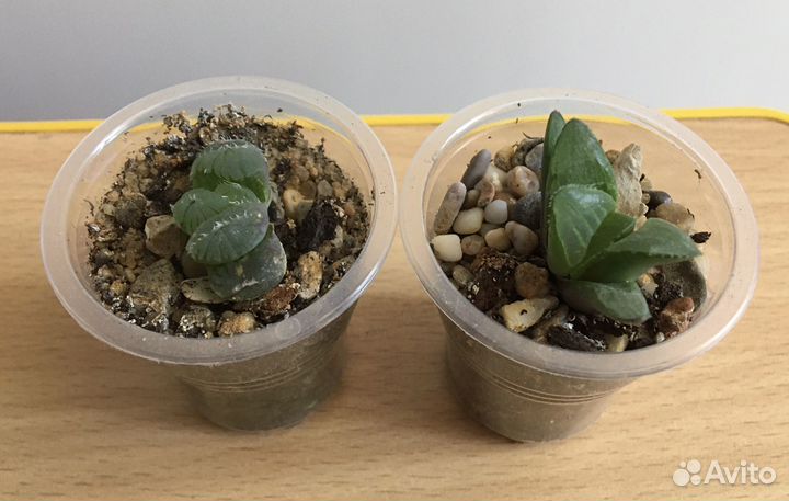 Детки суккулентов