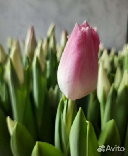 Луковица тюльпанов оптом 12;14+для выгонки